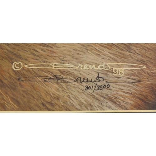 70 - Carl Brenders signed limited edition print of a tiger, Last Watch, numbered 801/3500, with certifica... 