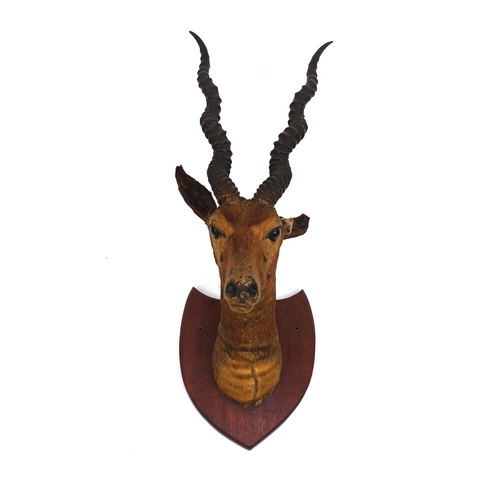 169 - Taxidermy interest impala head with horns mounted on a wooden plaque, 68cm high