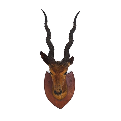 169 - Taxidermy interest impala head with horns mounted on a wooden plaque, 68cm high