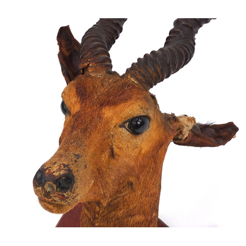 169 - Taxidermy interest impala head with horns mounted on a wooden plaque, 68cm high