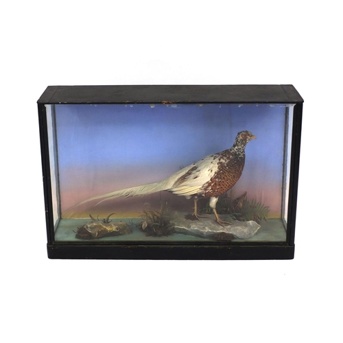 168 - Large taxidermy interest pheasant housed in a glazed display case, 63cm high x 96cm wide x 26cm deep