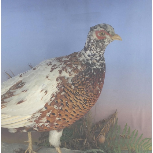 168 - Large taxidermy interest pheasant housed in a glazed display case, 63cm high x 96cm wide x 26cm deep