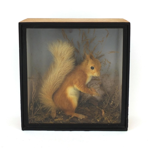 171 - Taxidermy interest red squirrel holding a nut housed in a glazed mahogany case, 28cm high x 25.5cm w... 