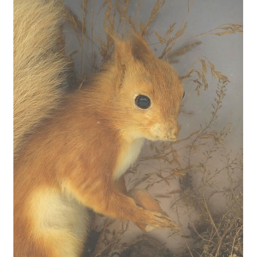 171 - Taxidermy interest red squirrel holding a nut housed in a glazed mahogany case, 28cm high x 25.5cm w... 