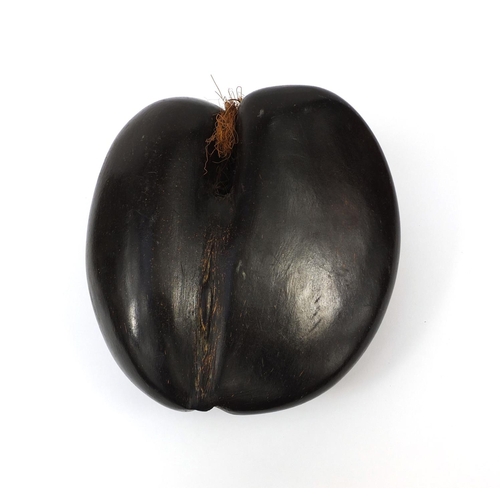 643 - Uncarved Coco De Mer 'bum' nut, 23cm in length