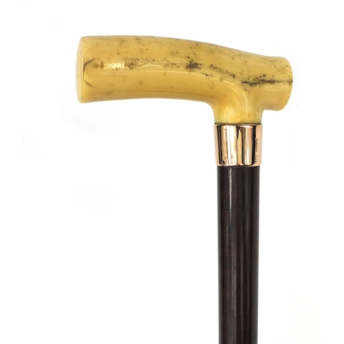 161 - Edwardian exotic wood walking cane with 9ct gold mount and ivory handle, London 1902, 91cm in length