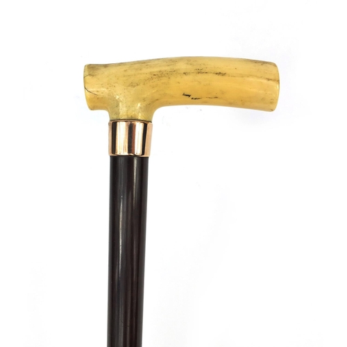 161 - Edwardian exotic wood walking cane with 9ct gold mount and ivory handle, London 1902, 91cm in length