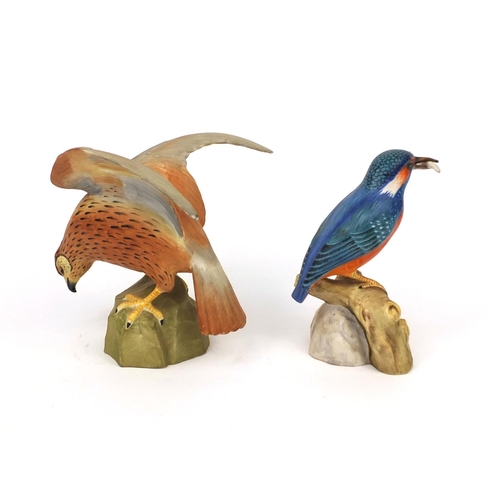 2124 - Two Spode birds comprising a Kingfisher and a Montagu's Harrier, both with factory marks to the base... 