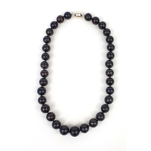 2552 - Large graduated cultured black pearl necklace with silver magnetic clasp, 42cm long, approximate wei... 