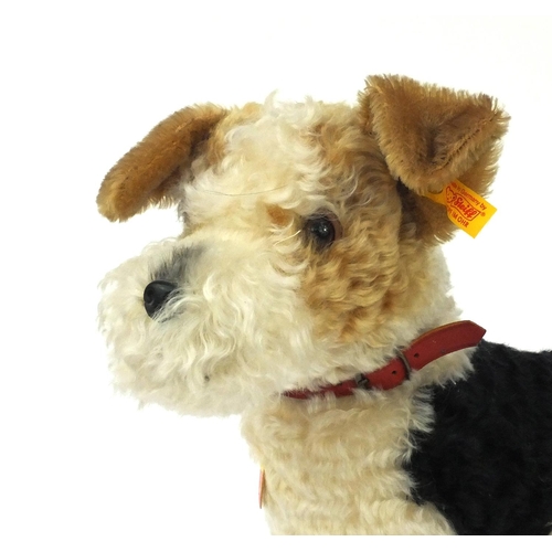 2340 - Large Steiff Foxy terrier dog with tag and pin to the ear, 38cm high