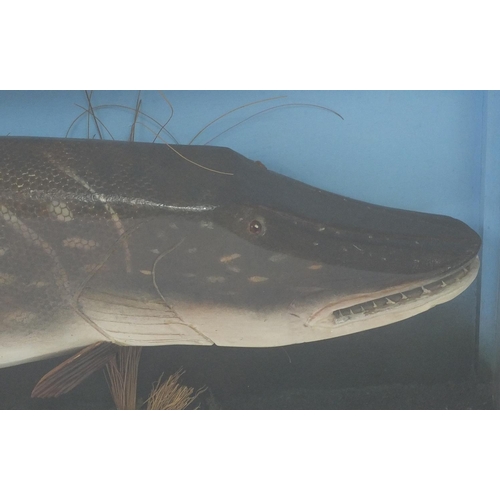 2090 - Large taxidermy interest carved wooden pike (Esox Lucius), housed in a wooden display case, the case... 