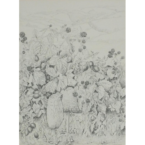 39 - Wendy S Rapley - Pencil drawing, blackberry bush before rolling hills, 44cm x 34cm excluding the mou... 