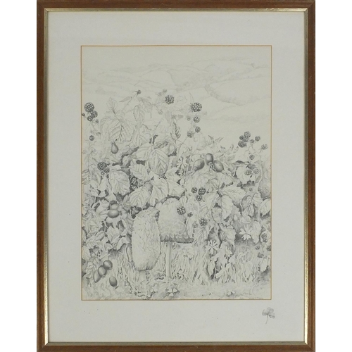 39 - Wendy S Rapley - Pencil drawing, blackberry bush before rolling hills, 44cm x 34cm excluding the mou... 