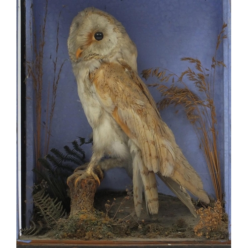 693 - Two taxidermy barn owls in display cases, the largest 40cm high