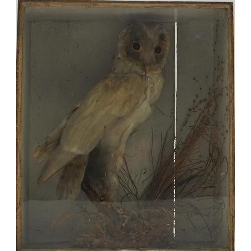 693 - Two taxidermy barn owls in display cases, the largest 40cm high