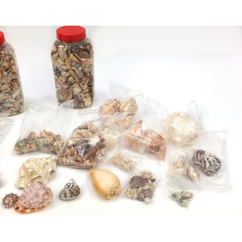 305 - Large selection of assorted marine sea shells