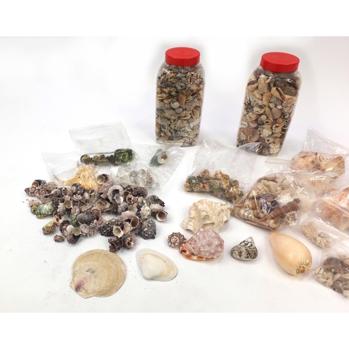 305 - Large selection of assorted marine sea shells