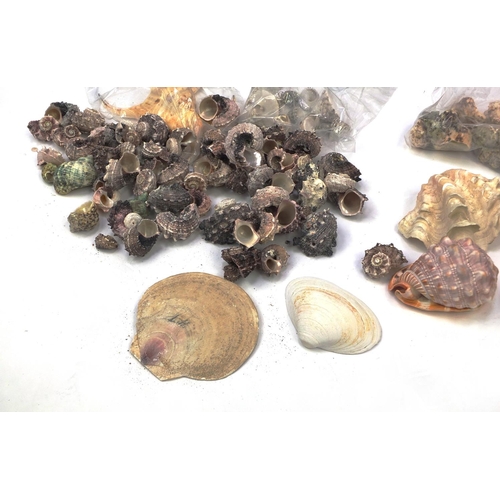 305 - Large selection of assorted marine sea shells