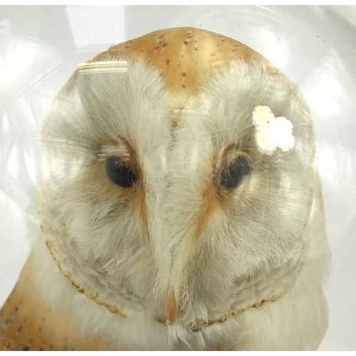 110 - Taxidermy interest barn owl, housed under a glazed dome on circular wooden base, overall 46cm high