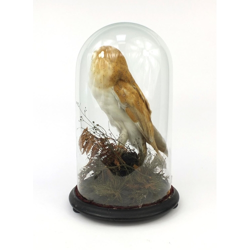 110 - Taxidermy interest barn owl, housed under a glazed dome on circular wooden base, overall 46cm high