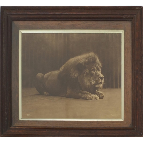 608 - A.E.Wallis - Pencil signed black and white photographic print of a lion, ok framed, 44cm x 34cm excl... 