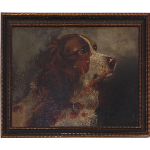 519 - Oil onto board, Springer Spaniel, Aldrich Bros label verso, framed, 34cm x 24.5cm excluding the fram... 