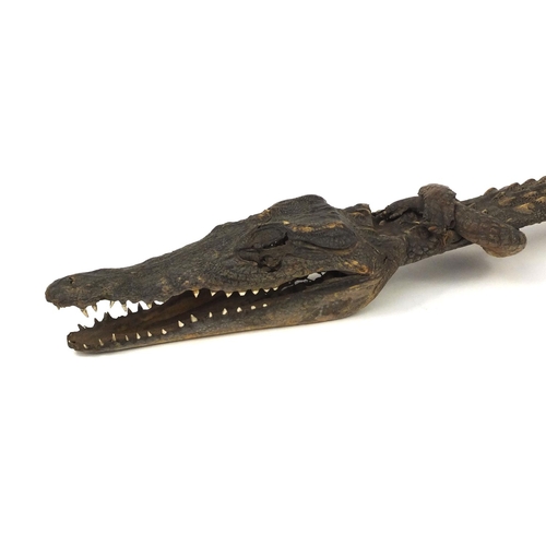 448 - Taxidermy interest baby alligator scabbard, 82cm in length