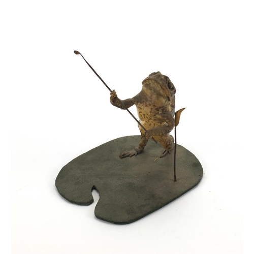 113 - Taxidermy interest toad in the form of a golfer, 20cm high