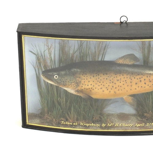 108 - Victorian taxidermy trout housed in a bow fronted glazed case by J Cooper & Sons of Radnor Street Lo... 