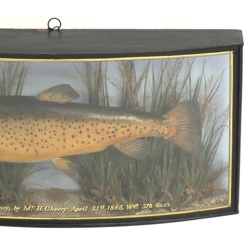 108 - Victorian taxidermy trout housed in a bow fronted glazed case by J Cooper & Sons of Radnor Street Lo... 