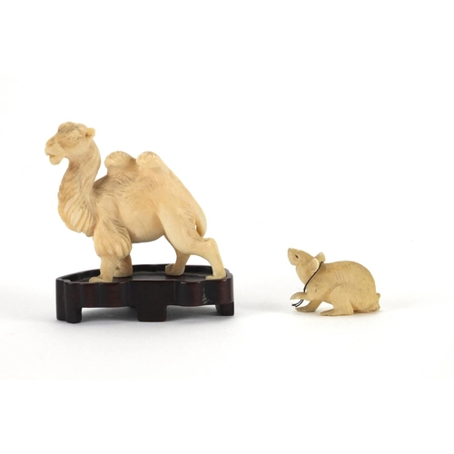 548 - Two Chinese ivory carvings comprising a camel on a hardwood base and a rat, the camel overall 7cm hi... 