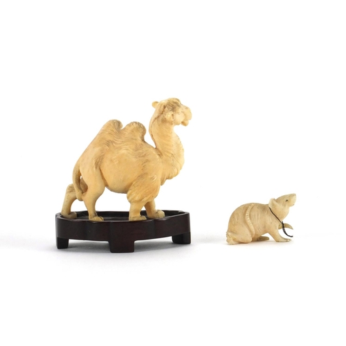 548 - Two Chinese ivory carvings comprising a camel on a hardwood base and a rat, the camel overall 7cm hi... 