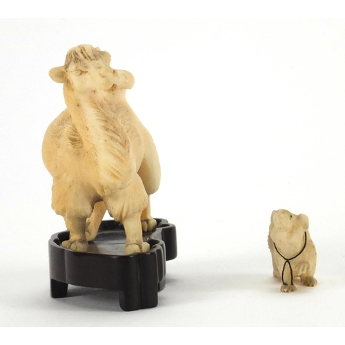 548 - Two Chinese ivory carvings comprising a camel on a hardwood base and a rat, the camel overall 7cm hi... 