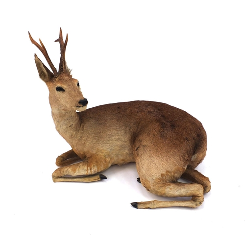 111 - Taxidermy interest Roe Deer with horns, 66cm high x 75cm wide x 43cm deep