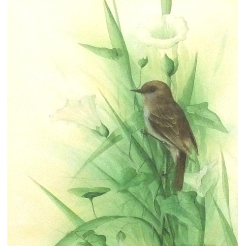 344 - Andrew Osborne, watercolour on card, bird amongst Convolvulus Arvensis, mounted and framed, 30cm x 2... 