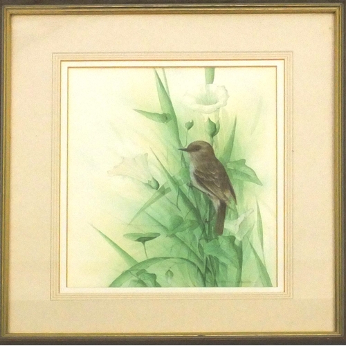 344 - Andrew Osborne, watercolour on card, bird amongst Convolvulus Arvensis, mounted and framed, 30cm x 2... 