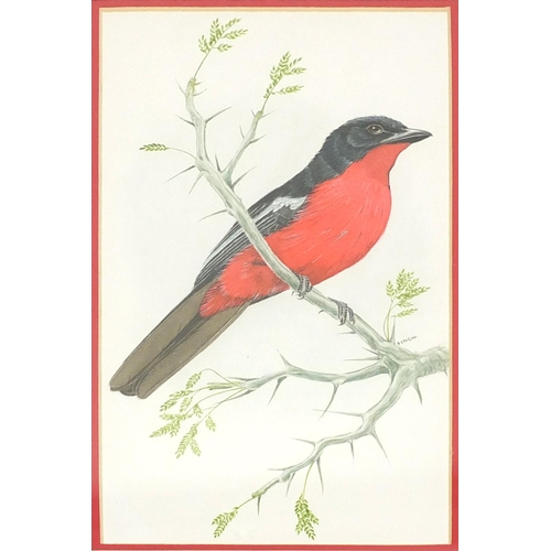 380 - Bob Finch watercolour views, black collared barbet and Crimson breasted shrike, each mounted and fra... 