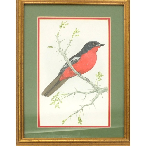 380 - Bob Finch watercolour views, black collared barbet and Crimson breasted shrike, each mounted and fra... 