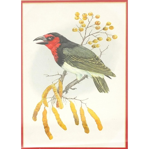 380 - Bob Finch watercolour views, black collared barbet and Crimson breasted shrike, each mounted and fra... 