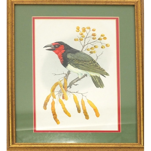 380 - Bob Finch watercolour views, black collared barbet and Crimson breasted shrike, each mounted and fra... 