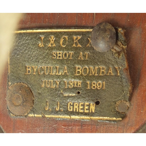 44 - 19th century taxidermy interest Jackal on wooden plaque, shot at Byculla Bombay, July 13th 1891 by J... 