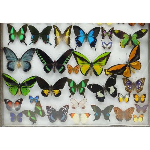 45 - Three Entomilogical interest cased displays of butterfly specimens including examples from The Far E... 