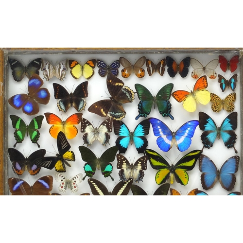45 - Three Entomilogical interest cased displays of butterfly specimens including examples from The Far E... 