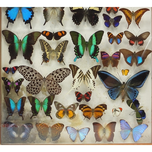 46 - Two Entomilogical interest cased displays of butterfly specimens including examples from Asia and So... 