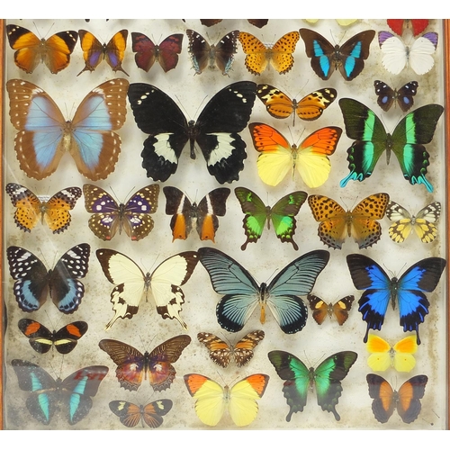 46 - Two Entomilogical interest cased displays of butterfly specimens including examples from Asia and So... 