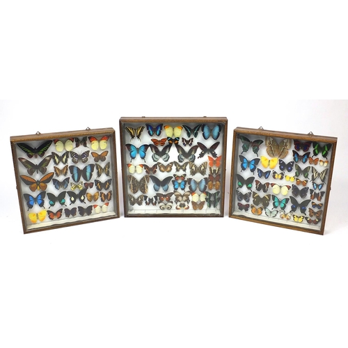 47 - Three Entomilogical interest cased displays of butterfly specimens including examples from Asia/Chin... 