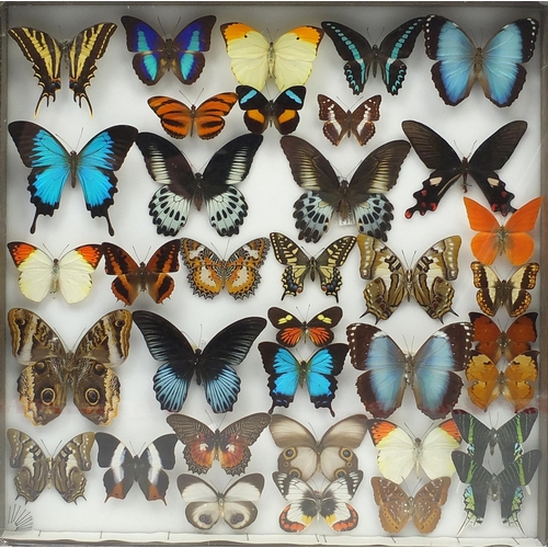 47 - Three Entomilogical interest cased displays of butterfly specimens including examples from Asia/Chin... 