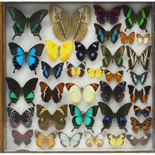 47 - Three Entomilogical interest cased displays of butterfly specimens including examples from Asia/Chin... 