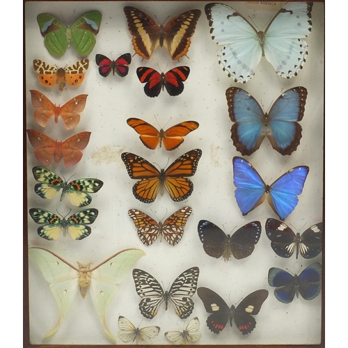48 - Two Entomilogical interest folding cases of displays of butterfly specimens including examples from ... 