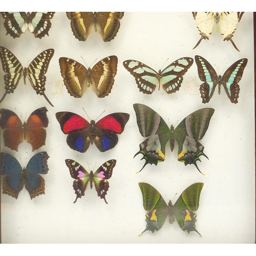 48 - Two Entomilogical interest folding cases of displays of butterfly specimens including examples from ... 